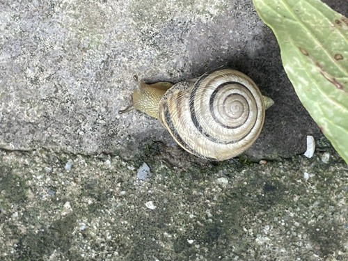 Vineyard Snail
