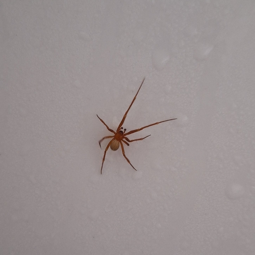 Red House Spider