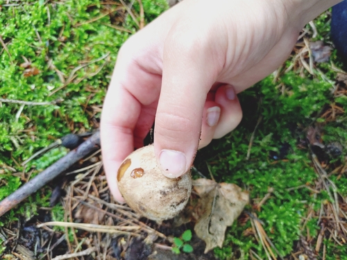 common stinkhorn