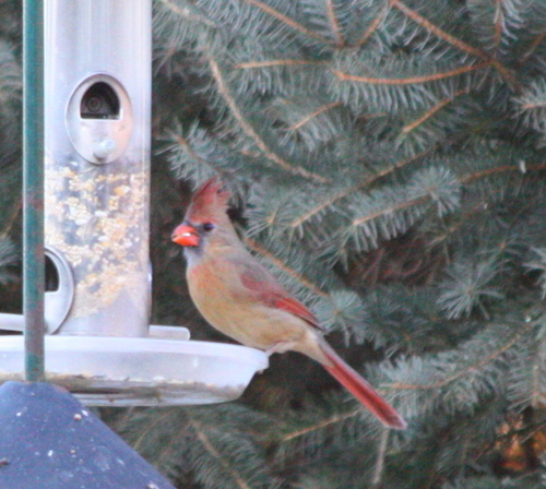 Northern Cardinal photographed in South Dakota