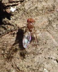 Chymomyza amoena