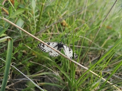 Melanargia arge
