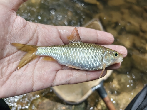 Poropuntius deauratus