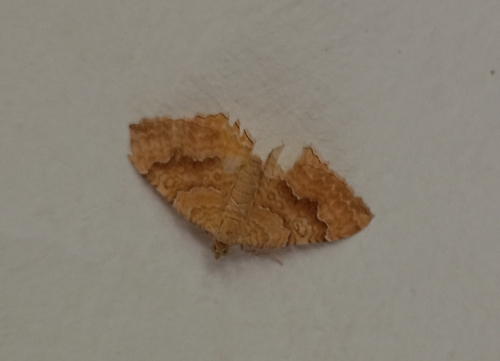 Yellow Shell Moth