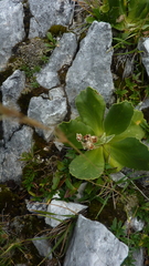 Primula auricula, photograph (c) Michael Andresek, some rights reserved (CC BY)