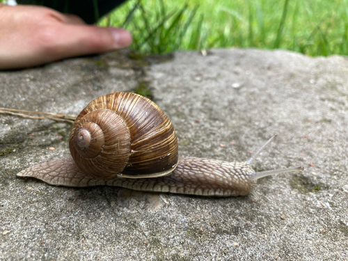 Roman Snail