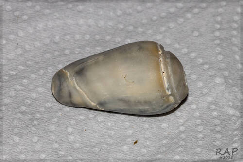 Olivancillaria urceus, 2026-07-28