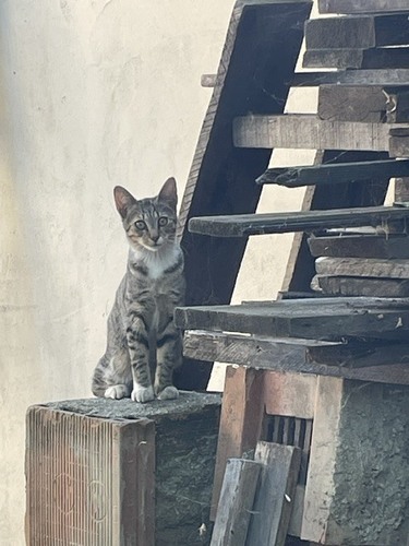 Domestic Cat