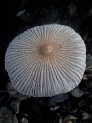 Fungi