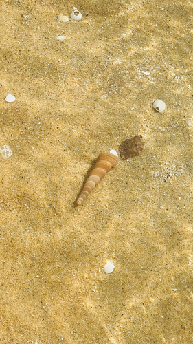 Screw Shell