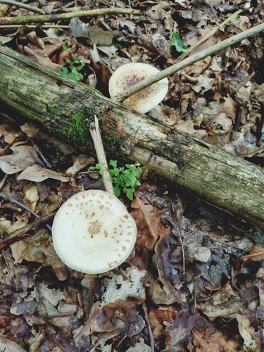 False Death-cap