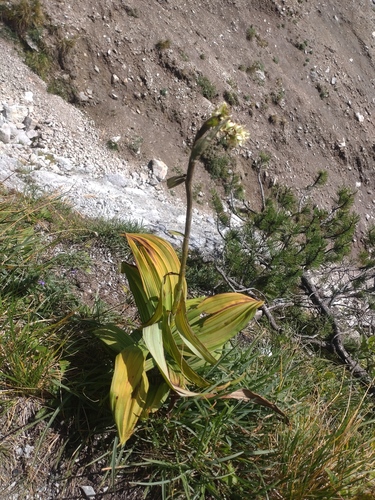 Veratrum album, photograph 2