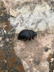 Phyllophaga cribrosa