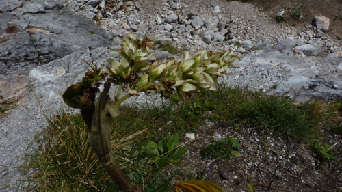 Veratrum album, photograph 3