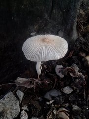 Fungi