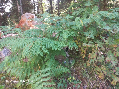 common bracken