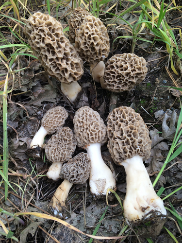 American yellow morel