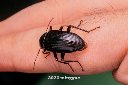 Plesiophthalmus spectabilis