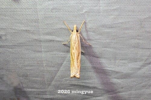 Ancylolomia japonica