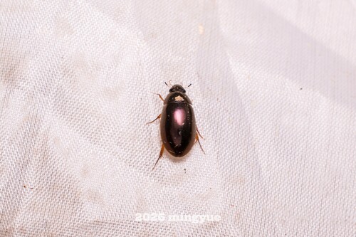 Sternolophus rufipes