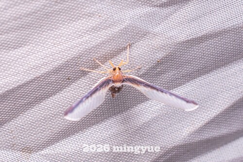 Zoraida hubeiensis