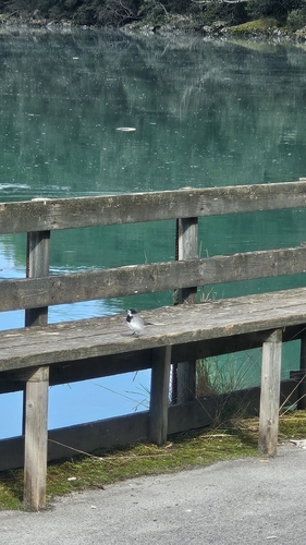 White Wagtail