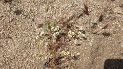 Leptosiphon lemmonii