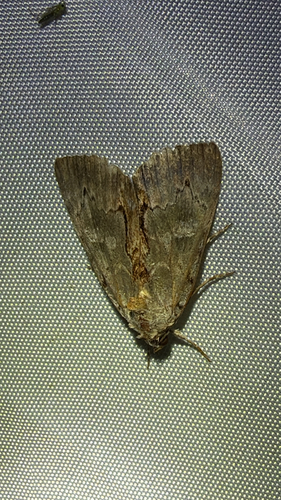 Woody Underwing (Catocala grynea)