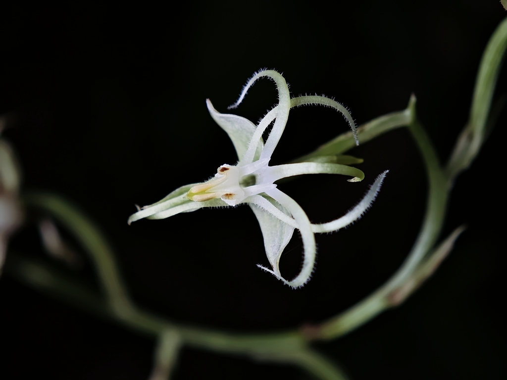 Habenaria petelotii
