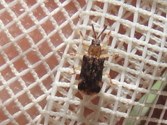 Sumitrosis inaequalis