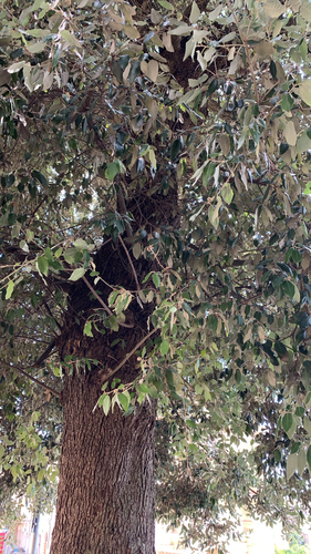 Holm oak