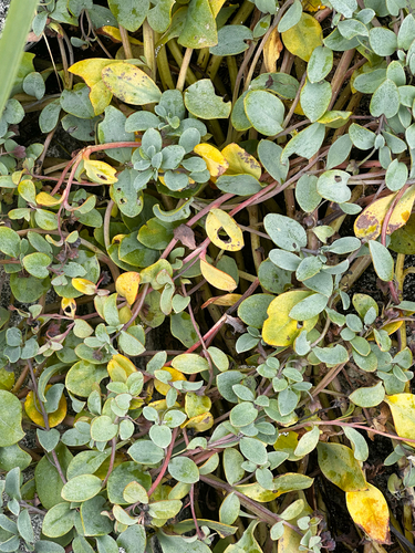 Oysterplant