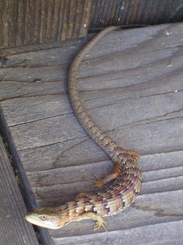 iNaturalist observation photo of Southern Alligator Lizard
