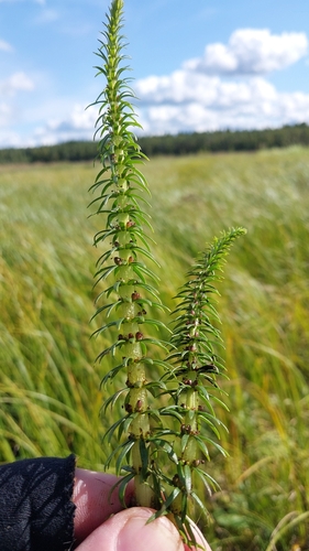 Common Mare's Tail