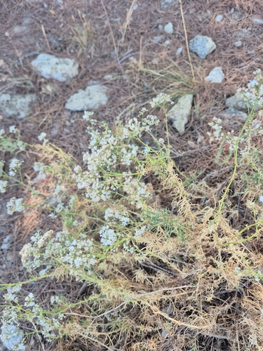 Gypsophila struthium