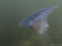 Cyanea lamarckii