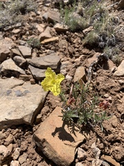Oenothera lavandulifolia