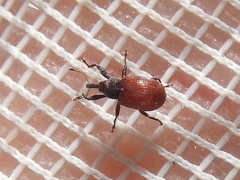 Anthonomus convictus