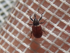 Anthonomus convictus