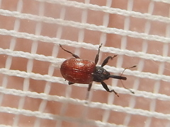 Anthonomus convictus