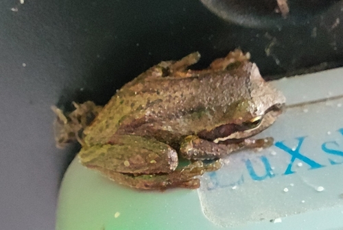 Southern Brown Tree Frog