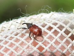 Anthonomus convictus