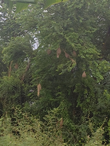 Baya Weaver
