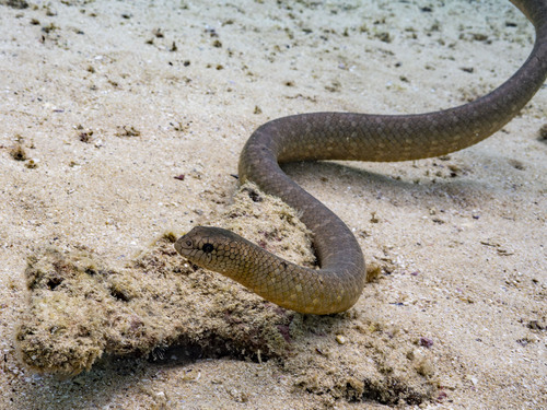 Photo of a Shark Bay Seasnake (Aipysurus pooleorum)