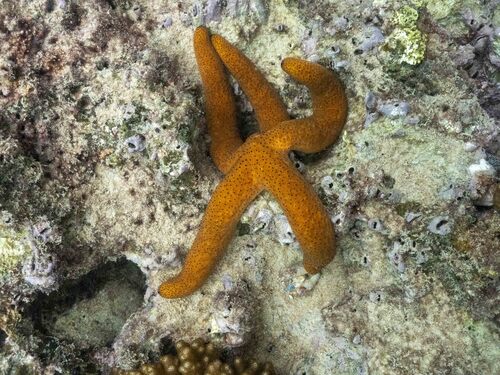 Echinaster varicolor observed 2026-08-20
