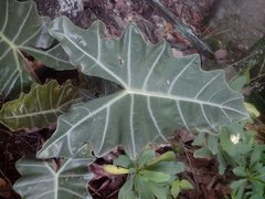 Alocasia amazonica