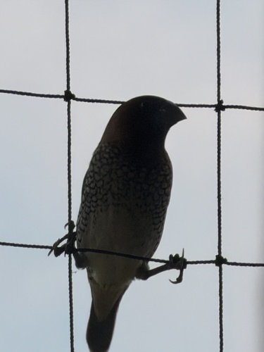 Scaly-breasted Munia