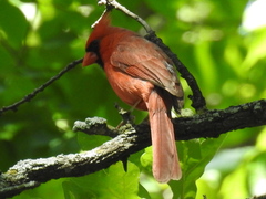 Cardinalis cardinalis