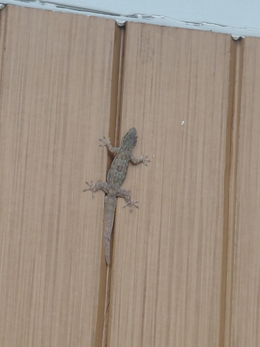 Flat-tailed House Gecko