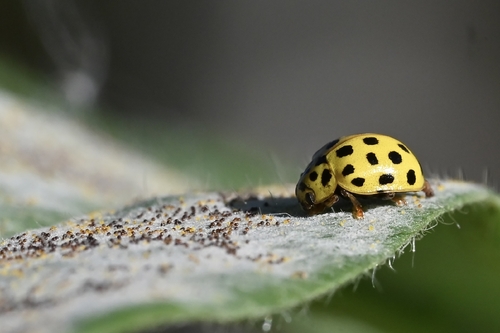 22-spot Ladybird
